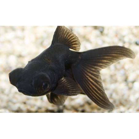 Carassius auratus lf black telescop 5 - 6 cm