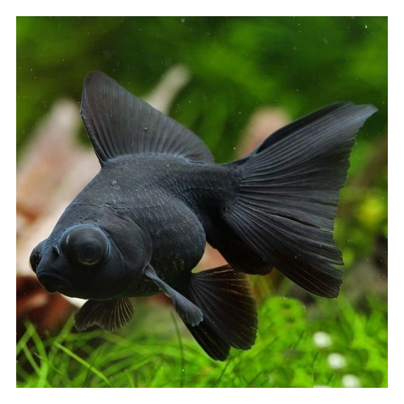 Carassius auratus lf black telescop 5 - 6 cm