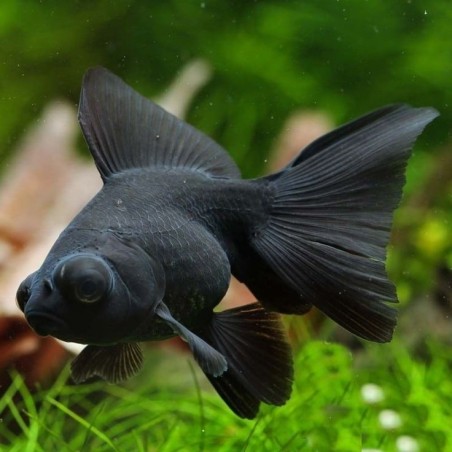 Carassius auratus lf black telescop 5 - 6 cm