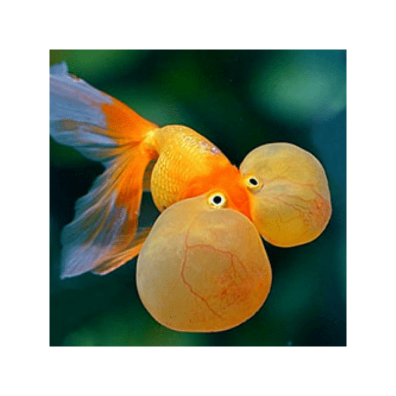 Carassius auratus lf bubble eye 6-7 cm