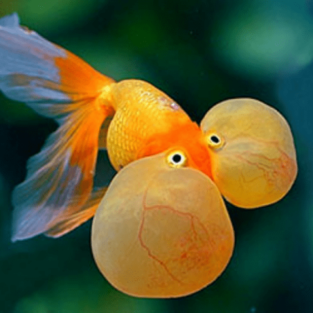 Carassius auratus lf bubble eye 6-7 cm