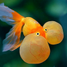 Carassius auratus lf bubble eye 6-7 cm