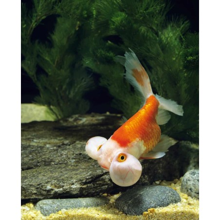 Carassius auratus lf bubble eye 6 - 7 cm