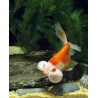 Carassius auratus lf bubble eye 6-7 cm