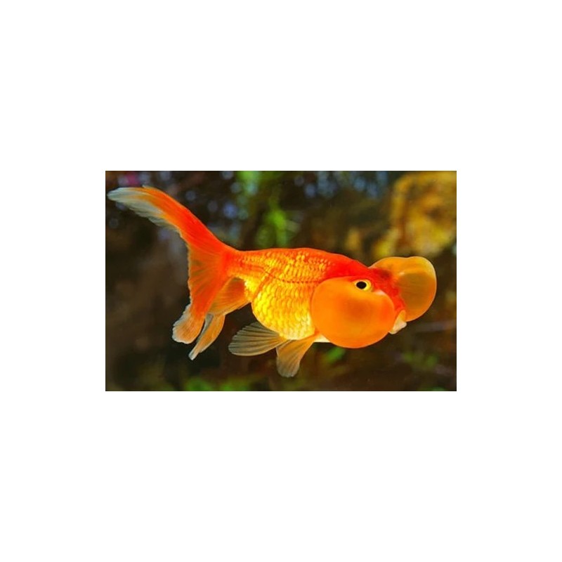 Carassius auratus lf bubble eye 6 - 7 cm