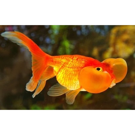Carassius auratus lf bubble eye 6 - 7 cm