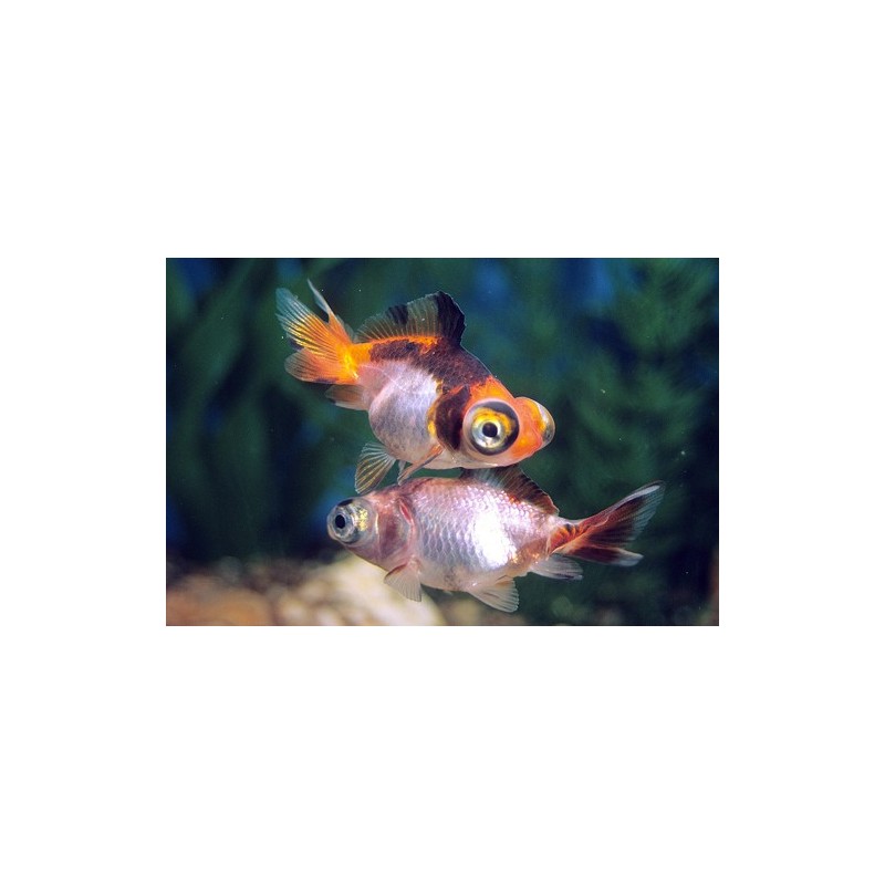 Carassius auratus lf butterfly mix 5-6 cm