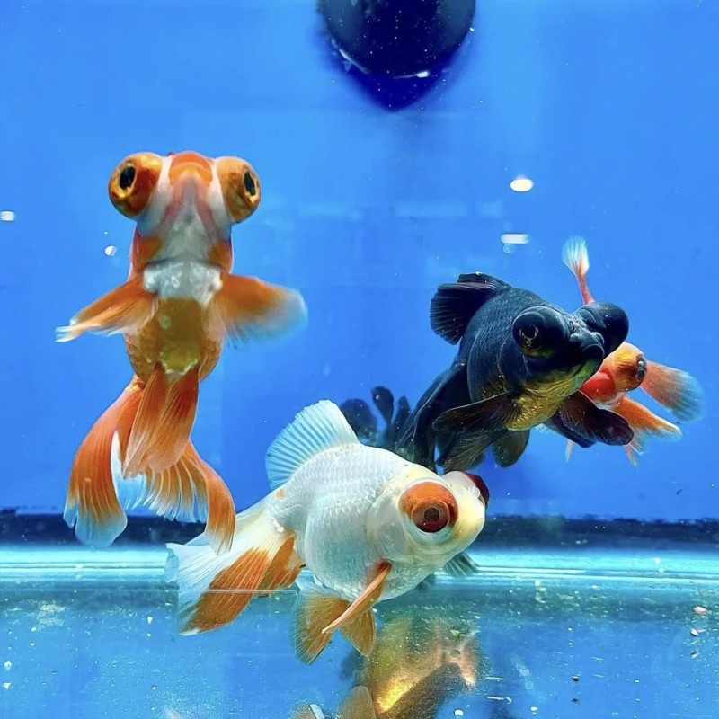 Carassius auratus lf butterfly mix 5 - 6 cm
