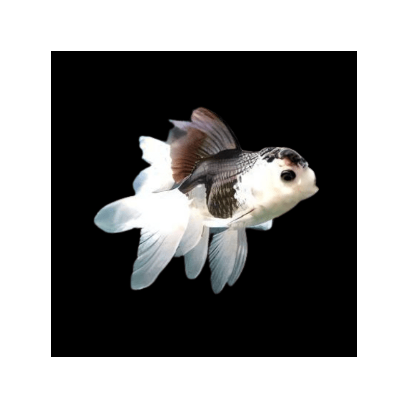 Carassius auratus lf butterfly panda 9 - 10 cm