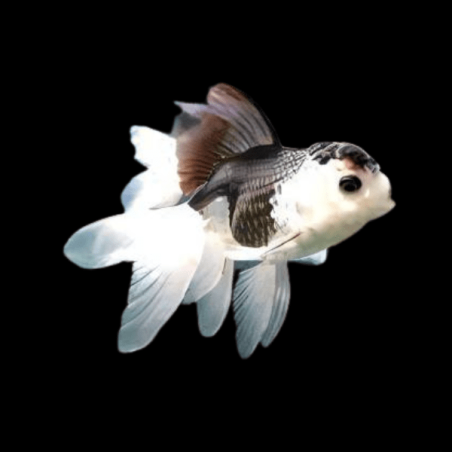 Carassius auratus lf butterfly panda 9 - 10 cm