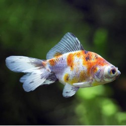 Carassius auratus lf calico 5-6 cm