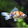 Carassius auratus lf calico 5-6 cm