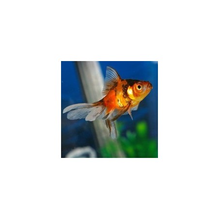 Carassius auratus lf calico 5 - 6 cm