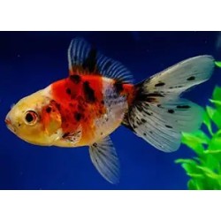 Carassius auratus lf calico 5-6 cm