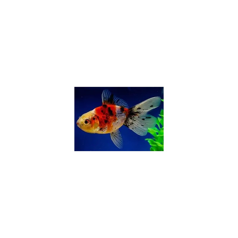 Carassius auratus lf calico 5 - 6 cm