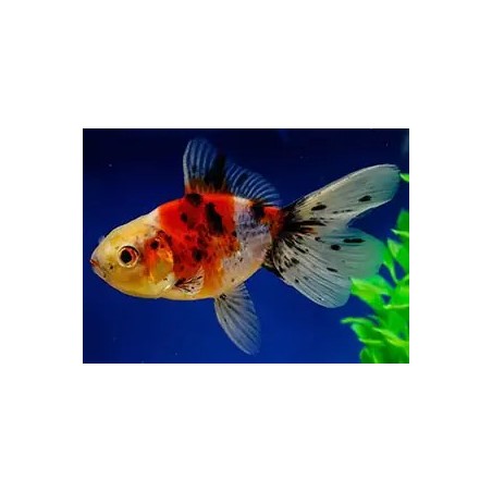Carassius auratus lf calico 5 - 6 cm