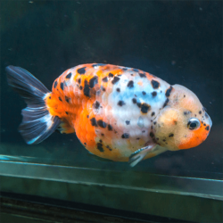 Carassius auratus lf calico ranchu 5-6 cm