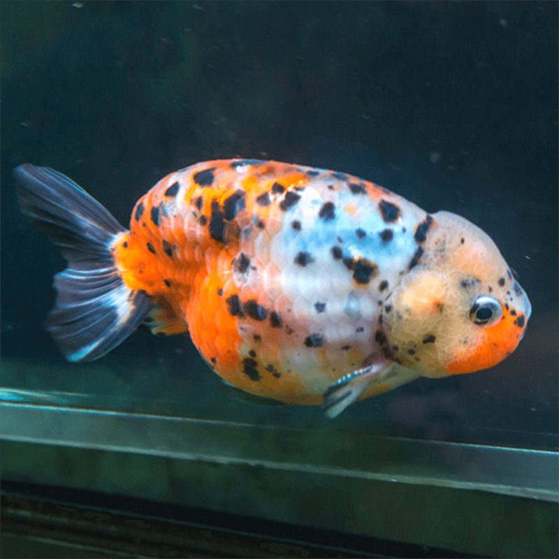 Carassius auratus lf calico ranchu 5-6 cm