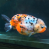 Carassius auratus lf calico ranchu 5-6 cm
