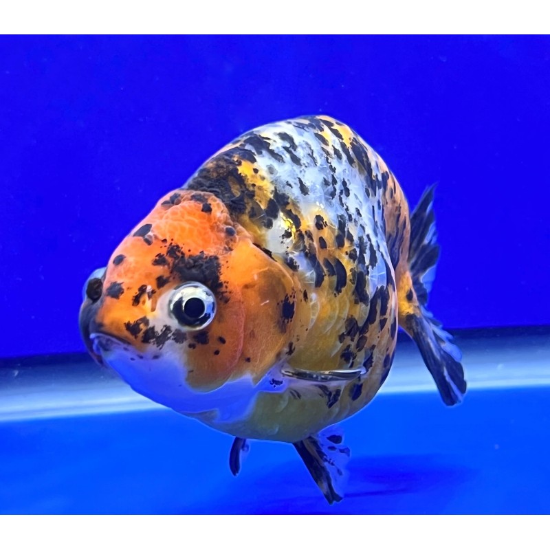 Carassius auratus lf calico ranchu 5 - 6 cm