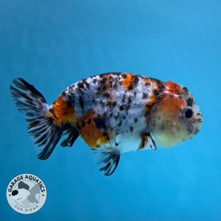 Carassius auratus lf calico ranchu 5 - 6 cm