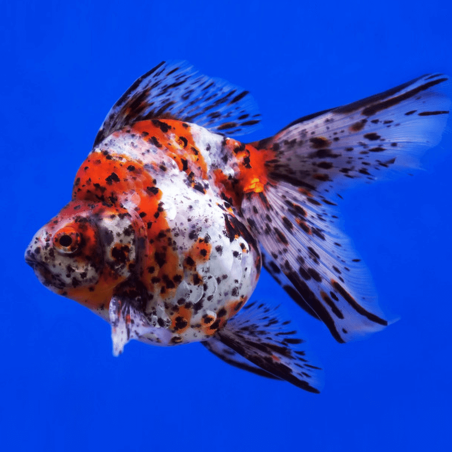 Carassius auratus lf calico ryukin 5 - 6 cm