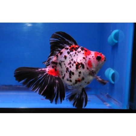 Carassius auratus lf calico ryukin 5 - 6 cm