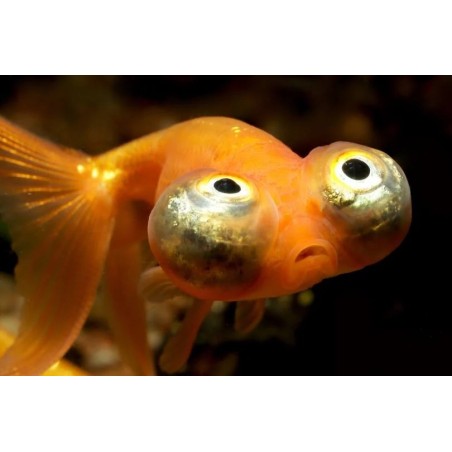 Carassius auratus lf celestial eye 6-7 cm