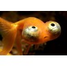 Carassius auratus lf celestial eye 6-7 cm