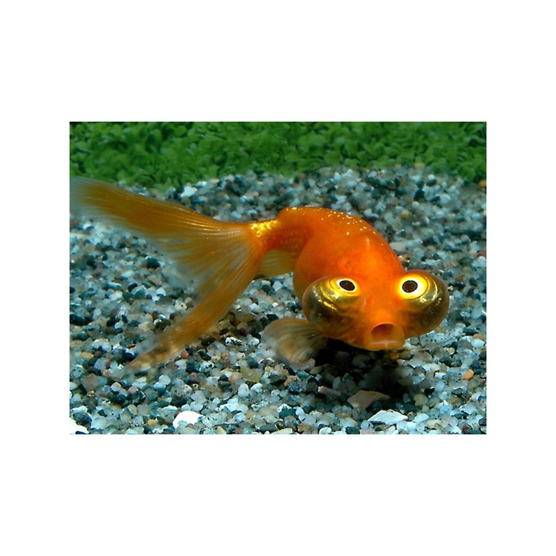 Carassius auratus lf celestial eye 6 - 7 cm