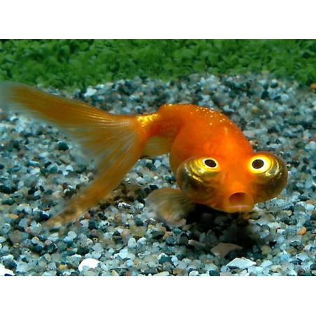 Carassius auratus lf celestial eye 6 - 7 cm