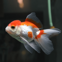 Carassius auratus lf lionhead red red/white 5-6 cm