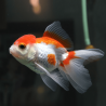 Carassius auratus lf lionhead red red/white 5-6 cm