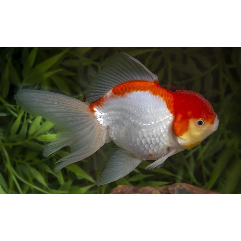 Carassius auratus lf lionhead red red/white 5 - 6 cm