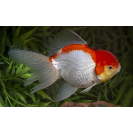 Carassius auratus lf lionhead red red/white 5 - 6 cm