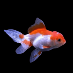 Carassius auratus lf lionhead red red/white 5-6 cm