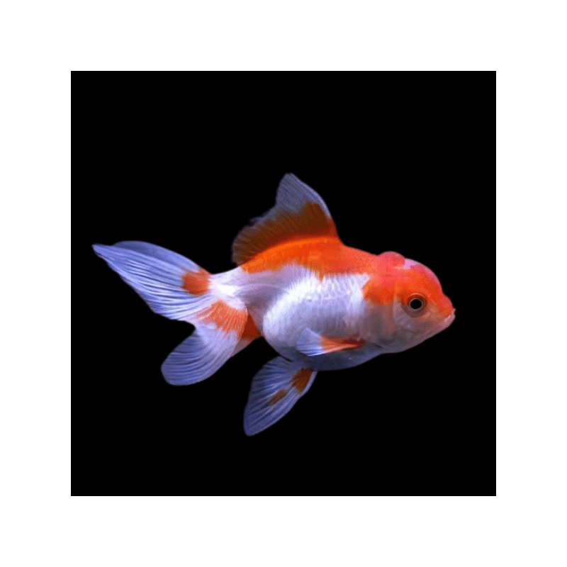 Carassius auratus lf lionhead red red/white 5 - 6 cm
