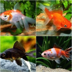 Carassius auratus lf mixed 5-6 cm