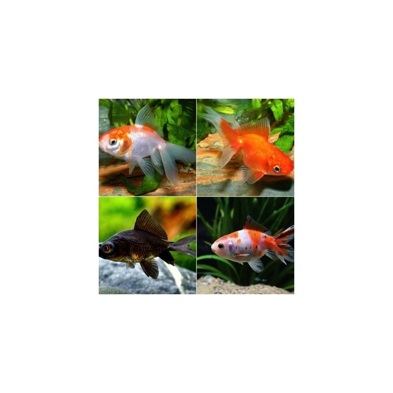 Carassius auratus lf mixed 5-6 cm