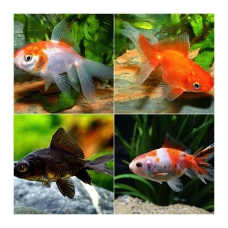 Carassius auratus lf mixed 5-6 cm