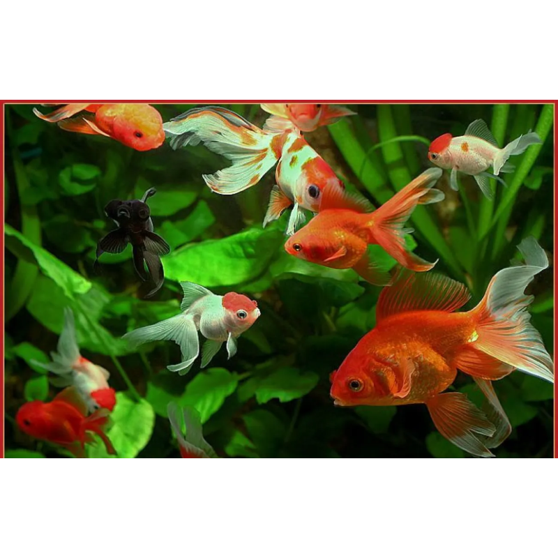 Carassius auratus lf mixed 5 - 6 cm