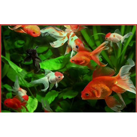 Carassius auratus lf mixed 5 - 6 cm