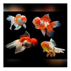 Carassius auratus lf multi colour oranda 9-10 cm