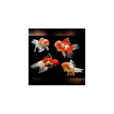 Carassius auratus lf multi colour oranda 9-10 cm