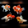 Carassius auratus lf multi colour oranda 9-10 cm