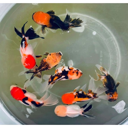 Carassius auratus lf multi colour oranda 9 - 10 cm