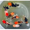 Carassius auratus lf multi colour oranda 9-10 cm