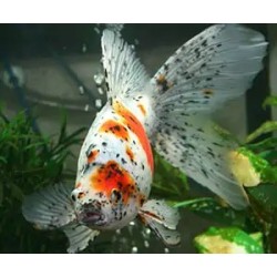 Carassius auratus lf oranda calico shorttail 5-6 cm