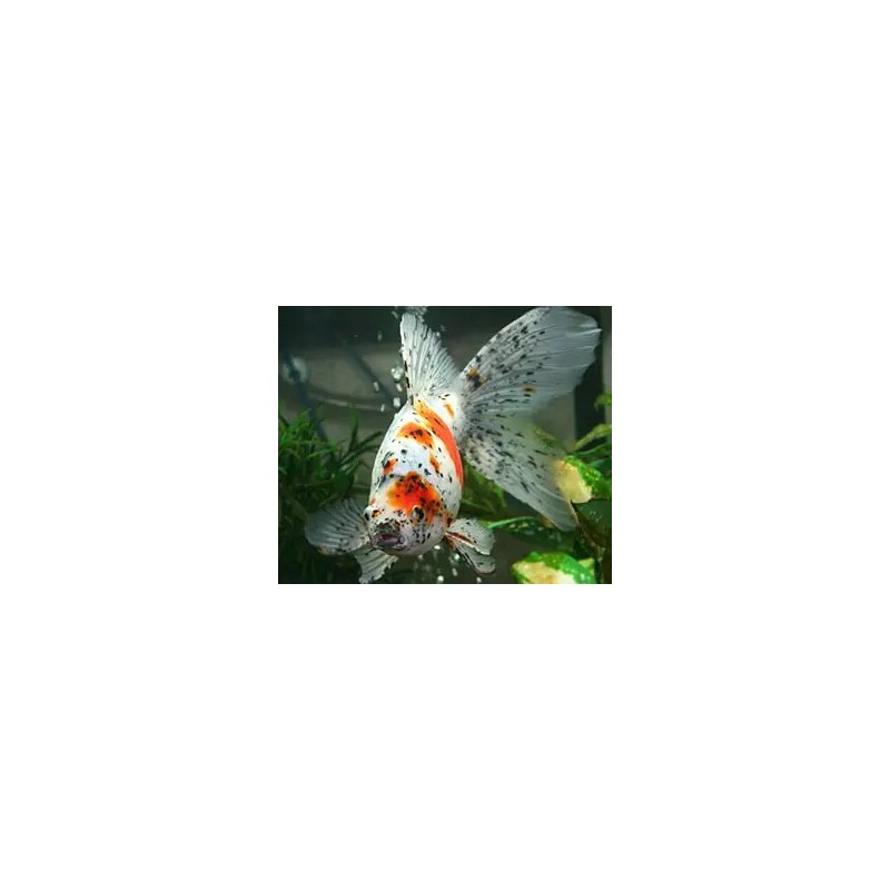 Carassius auratus lf oranda calico shorttail 5-6 cm