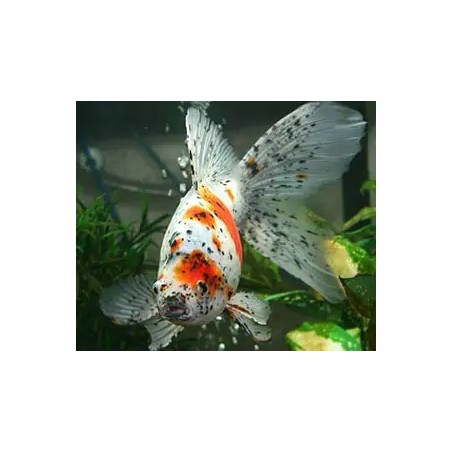 Carassius auratus lf oranda calico shorttail 5-6 cm